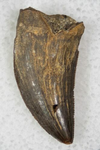 Nanotyrannus Tooth - Montana #13018